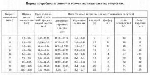 Pravilna hrana: šta utiče na ishranu svinja
